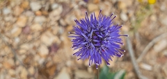 Jasione