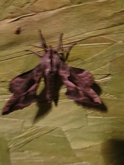 Phyllosphingia dissimilis
