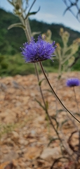 Jasione