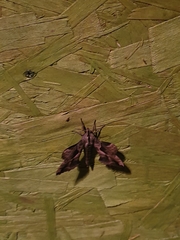 Phyllosphingia dissimilis