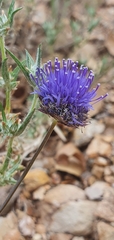 Jasione