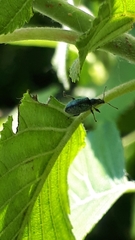 Phyllobius betulinus