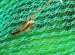 Orthopagus splendens