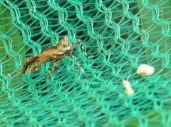 Orthopagus splendens