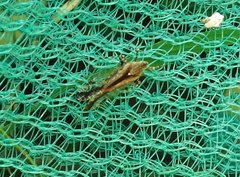 Orthopagus splendens