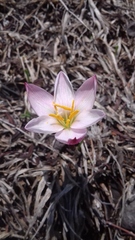 Zephyranthes concolor