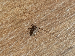 Acanthocinus griseus