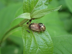 Calligrapha philadelphica