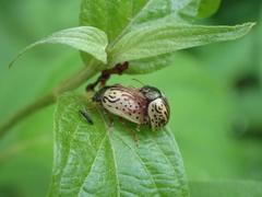 Calligrapha philadelphica