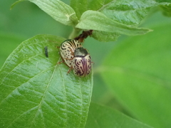 Calligrapha philadelphica