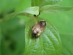 Calligrapha philadelphica