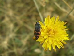 Acmaeodera pulchra