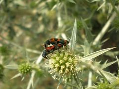 Trichodes leucopsideus