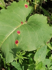 Puccinia phragmitis