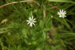 Stellaria crassifolia