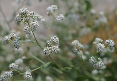 Lepidium latifolium