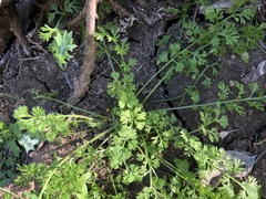 Daucus glochidiatus
