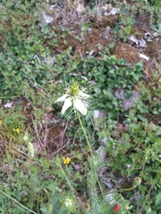 Nigella damascena