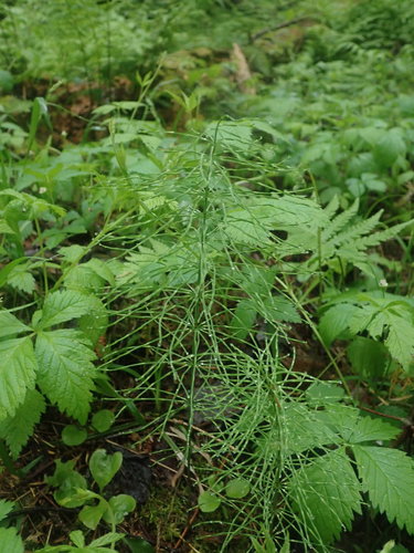Equisetum image