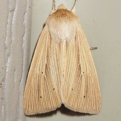 Mythimna oxygala