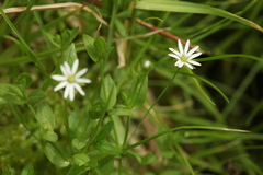 Stellaria crassifolia