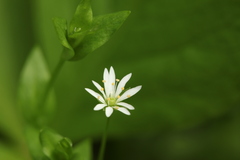 Stellaria crassifolia
