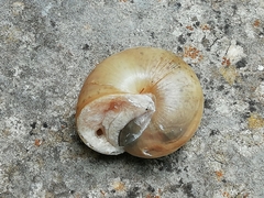Portugala inchoata