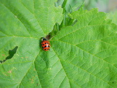 Harmonia axyridis