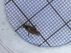 Capsodes flavomarginatus