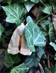 Noctua fimbriata