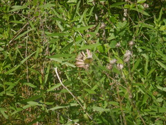 Echinacea tennesseensis