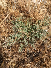 Euphorbia polycarpa polycarpa