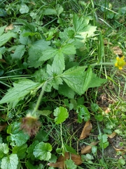Geum urbanum