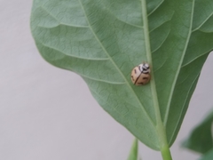 Cheilomenes sexmaculata