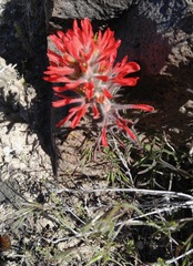 Castilleja scabrida scabrida