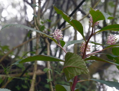 Phytolacca japonica