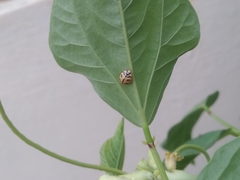 Cheilomenes sexmaculata