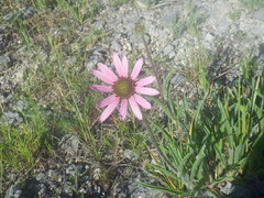Echinacea tennesseensis