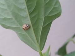 Cheilomenes sexmaculata