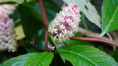 Phytolacca japonica