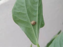 Cheilomenes sexmaculata