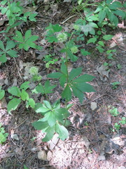 Saniculoideae