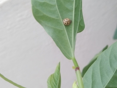 Cheilomenes sexmaculata