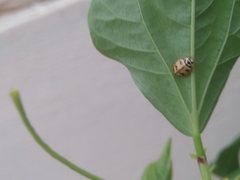 Cheilomenes sexmaculata