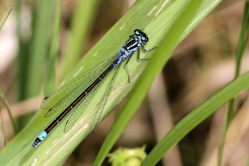 Variable Bluet, Weerribben National Park, 8355 Giethoorn, Netherlands, photo 6 of 10