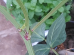 Cheilomenes sexmaculata