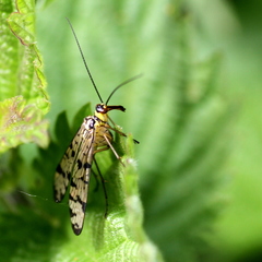 Panorpa germanica