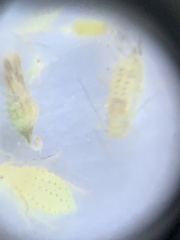Aphidina