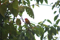 Piranga erythrocephala