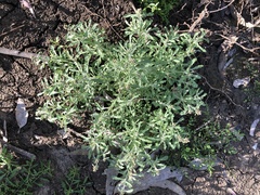 Gnaphalium polycaulon